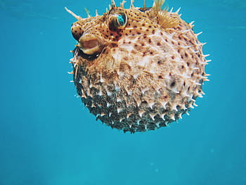 Marrone, Pesce palla, acqua, mare, monello, blu, subacqueo, un animale, fauna selvatica, animali allo stato selvatico, temi animali