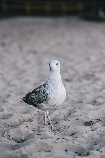 burung camar, pantai, Putih, di pantai, pasir, hewan, burung, tepi laut, alam, laut, margasatwa