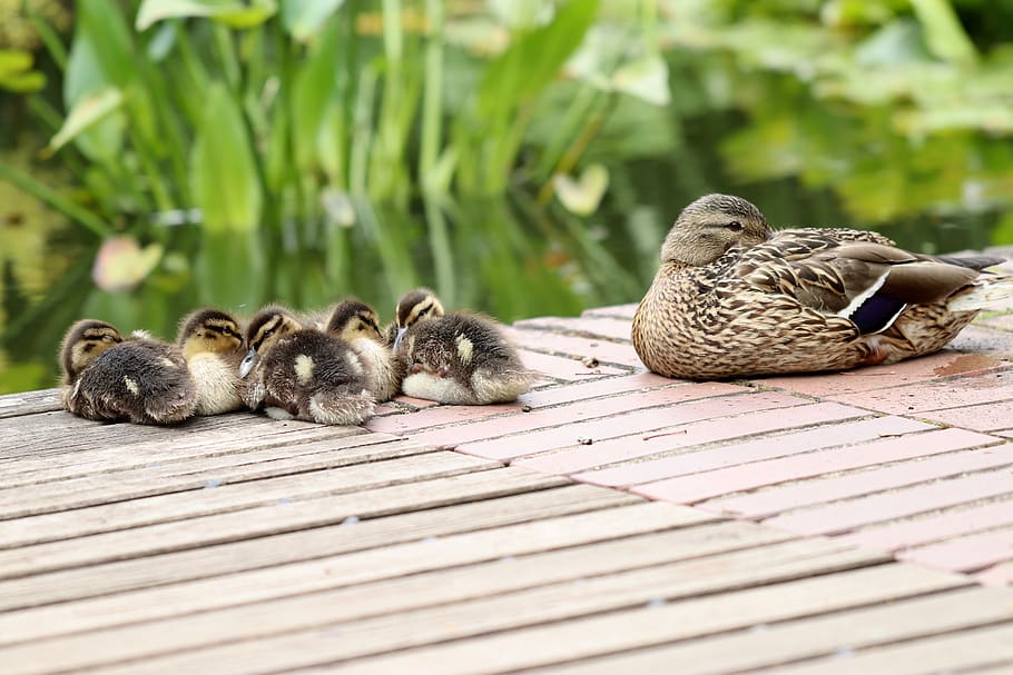 chicks, mallards, ducks, waterfowl, sleep, rest, lunch break, animal world, young, ducklings, fluffy