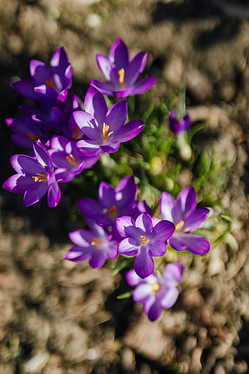 warna kuning kemerahan, bunga, ungu, mekar, musim semi, flora, crocus