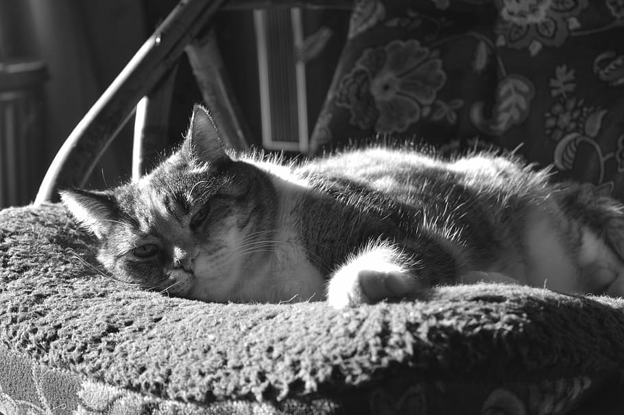 cat, kitty, black and white, domestic, animal, pet, sleeping cat, feline, domestic Cat, pets, cute