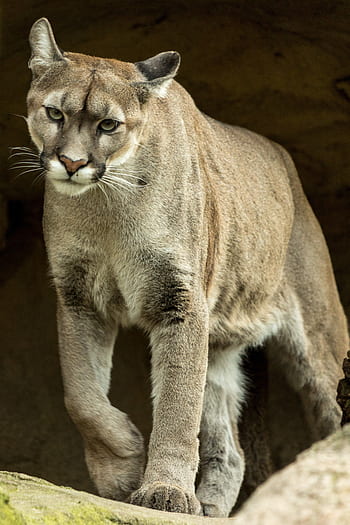 puma, animal, animal world, nature, mountain lion, wild, predator, wildcat, carnivores, big cat, zoo
