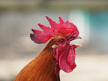 selective, focus photography, brown, rooster, selective focus, photography, haan, crows, mohawk, red, one animal