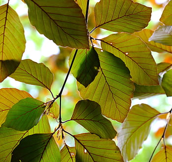 le foglie, albero, ramo, verde, natura, pianta