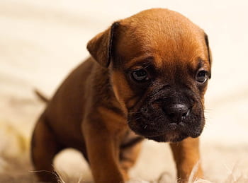 bulldog, puppy, pet, animal, dog