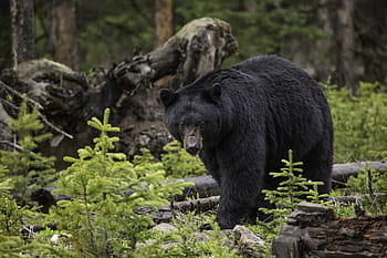 wildlife photgraphy, black, bear, black bear, woods, wild, wildlife, outdoors, nature, predator, forest