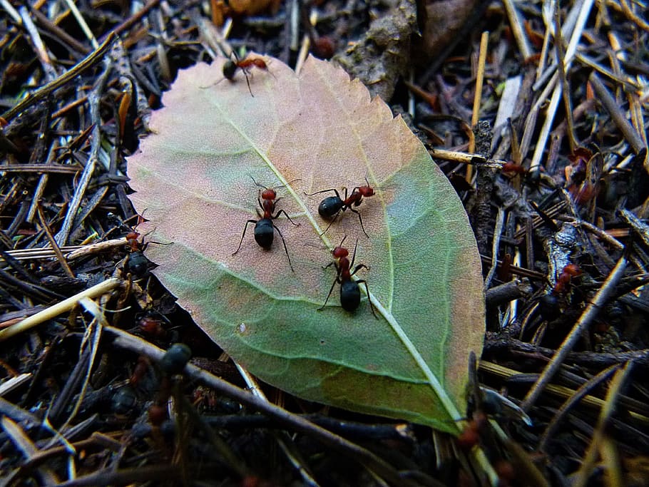 red, fire ants, green, leaf, wood ant, busy workers, animals, nature, pine needles, forest, ant hill