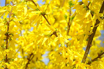 forsythia, zlato, šeřík, květ, zlatá šeřík, keř, květy fialky, žlutá, zlaté zvonky, okrasný keř, rostlina