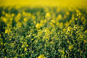 菜の花畑、 晴れ、 日、 レイプ、 フィールド、 晴れた日、 夏、 花、 黄色、 背景、 自然