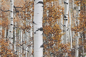 white, trees, trunks, leaves, forest, woods, nature, autumn, fall