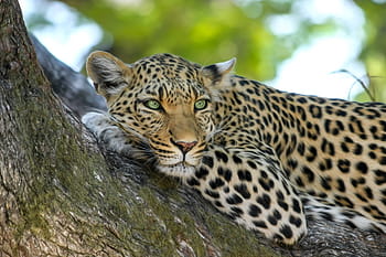 wildlife, selective, focus photography, leopard, laying, branch, wildcat, big cat, botswana, africa, safari