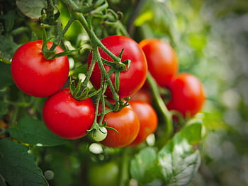 tomato, plant, vegetables, food, tomatoes, garden, healthy, green, red, fresh, vegan