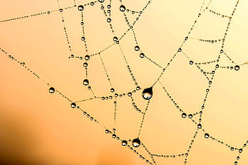 close, photography, body, water, spider web, beaded, cobweb, network, dew, drip, raindrop