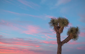 joshua, boom, zonsondergang, hemel, landschap, Californië, kleurrijk, schemer, zon, natuur, woestijn