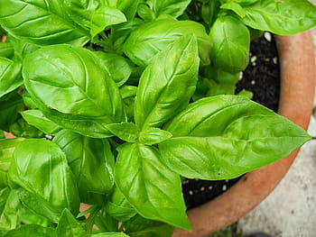 basilico, verde, erba, erbe aromatiche, ingrediente, foglia, le foglie, pianta, cibo, colore verde, verdura