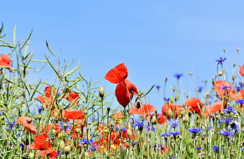 selektivní, zaostřovací fotografie, Červené, makový květ pole, modrý, nebe, mák, alpská chrpa, centaurea montana, květ, pole květin