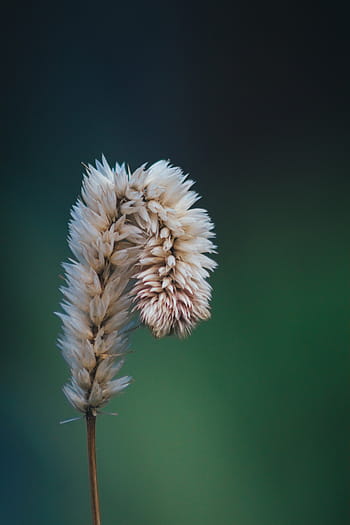 selektivní, zaměření fotografie, bílý, tráva, soustředit se, fotografování, květ, pupen, rostlina, Příroda, zelená