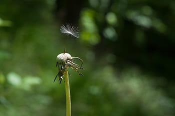 szelektív, fókusz fotózás, növény, rovar, makró, Bezárás, nektár, bezár, pollen, virág, ősz