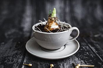 taza, planta, plántula, plantación, platillo, nuez, poco, corte, nueces, dorado, alfileres