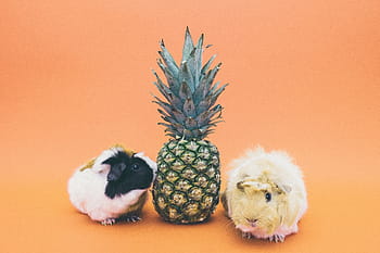 ananas, dva, morčata, dezert, předkrm, ovoce, šťáva, oříznutí, králičí, barevné pozadí, studio shot