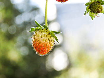 strawberries, plants, strawberry plant, strawberry fruit, strawberry growing, strawberry garden, strawberry close-up, strawberry ripening, strawberry plant photo, strawberry plant image, strawberry plant picture