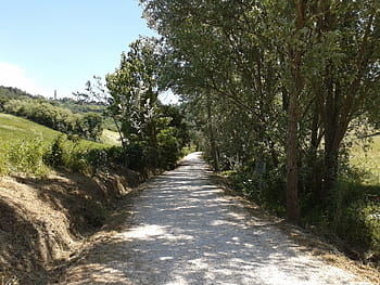 Avenue, Stones, Hill, Sun, green, sky, nature, trees, tree, the way forward, single lane road