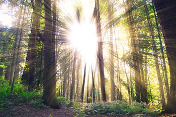 tree, crepuscular rays, sunlight, forest, sun rays, trees, woods, nature, sunbeam, lens flare, tree trunk