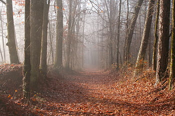 Foggy, Woods, Mississippi, fog, photos, leaves, nature, path, public domain, United States, forest
