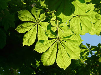 obyčejné rosskastanie, listy, Kaštan, strom, estetický, poboček, zelená, Jasný, slunce, světlo, aesculus hippocastanum