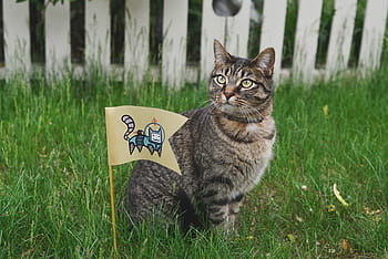 short-furred, gray, cat, sitting, green, grass, animal, flag, garden, fence, cute