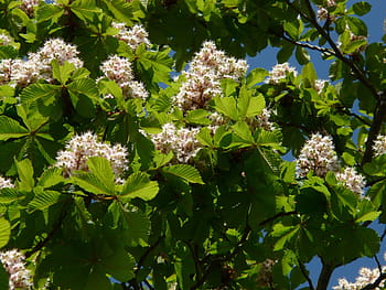 obyčejné rosskastanie, Kaštan, květiny, květenství, strom, listy, bílý, květ, květinová plnost, aesculus hippocastanum, společné rosskastanie