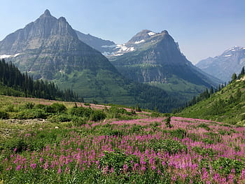 montagne, prato, parco nazionale del ghiacciaio, paesaggio, natura, fiori, estate, alpino, escursioni a piedi, valle, verde