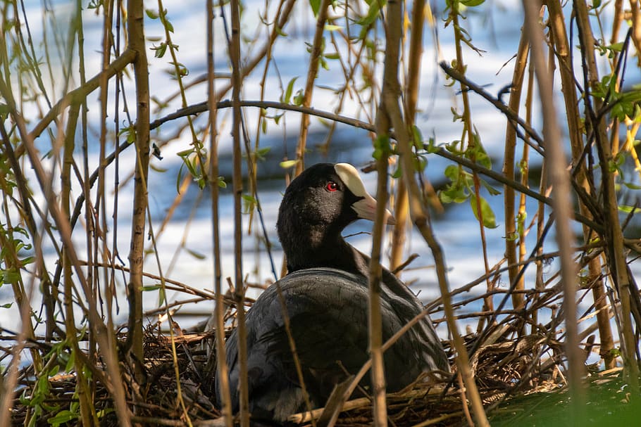 coot, nest, water, nature, bird, breed, bird's nest, animal, water bird, pond, lake