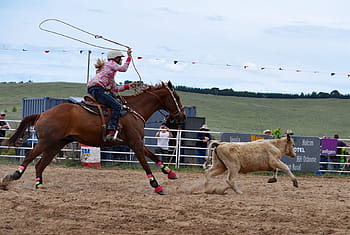 woman, riding, horse, holding, lasso, trying, catch, running, cattle, people, day