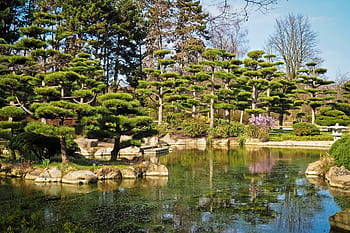 zelená, stromy, jezero, krajina, zahrada, japonská zahrada, Příroda, park, květ, voda, zrcadlení