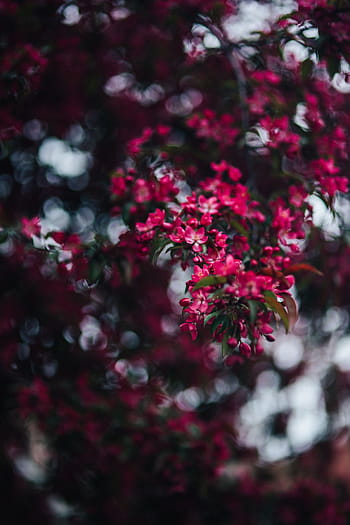 encantador, rosa, flores, floreciente, ramas de los árboles, árbol, ramas, espacio de la copia, primavera, flor, naturaleza