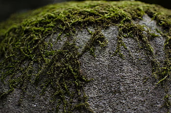 muschio, roccia, struttura, natura, foresta, verde, pietra, pietre, rocce, fantasia, mistico