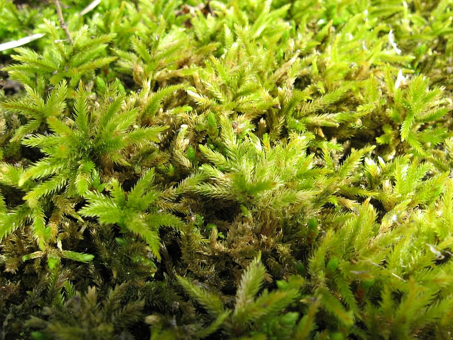 Mosses, Green, Plants, Leaves, green, plants, thick, close up, macro, growths, growing, damp