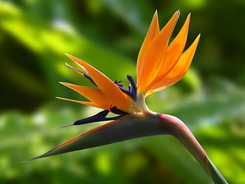 detailní, fotografování, pták, ráj květ, květ, strelitzia, květiny, ptačí květ, rajka květ, ráj, Botanická zahrada