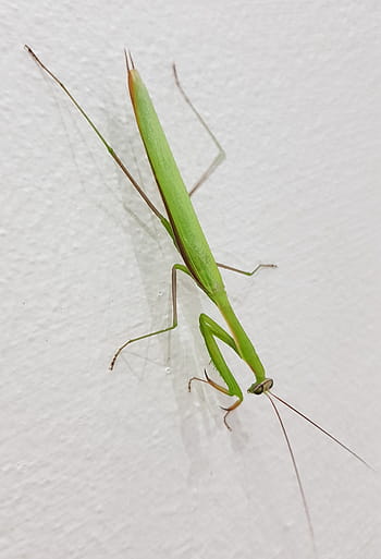 grasshopper, large, tropical, insect, green