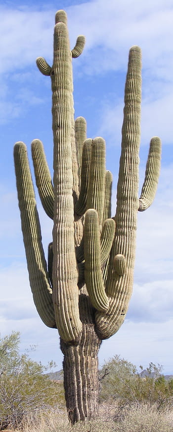 cactus, multiple arms, saguaro, arizona, sonoran, desert, southwest, nature, saguaro cactus