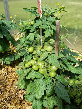 rajče, rajčata, proč, skleník, rajčata na větvi, zelenina, vegetariánství, jídlo, výživa, rajčata close-up, cherry rajčata