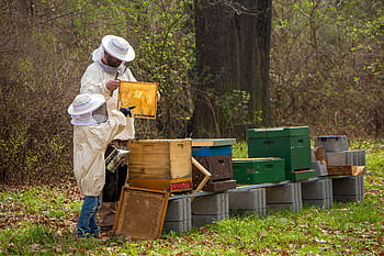 beekeeper, bees, young, hive, honey bee, bee keeping, combs, honey bees, bee, beekeeping, honey