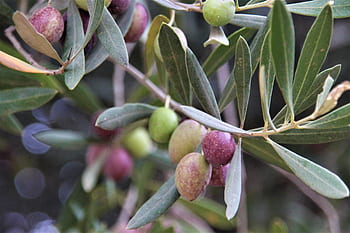 olive, olivenast, Ulivo, natura, ramo d'olivo, pianta, albero, verde, ramo, frutta, oliva