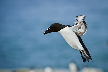 selettivo, fotografia a fuoco, bianca, nero, uccello, becco, piuma, animale, volare, dom, acqua