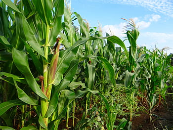 view of cornfield, maize, crop, corn, cultivation, agriculture, farm, field, india