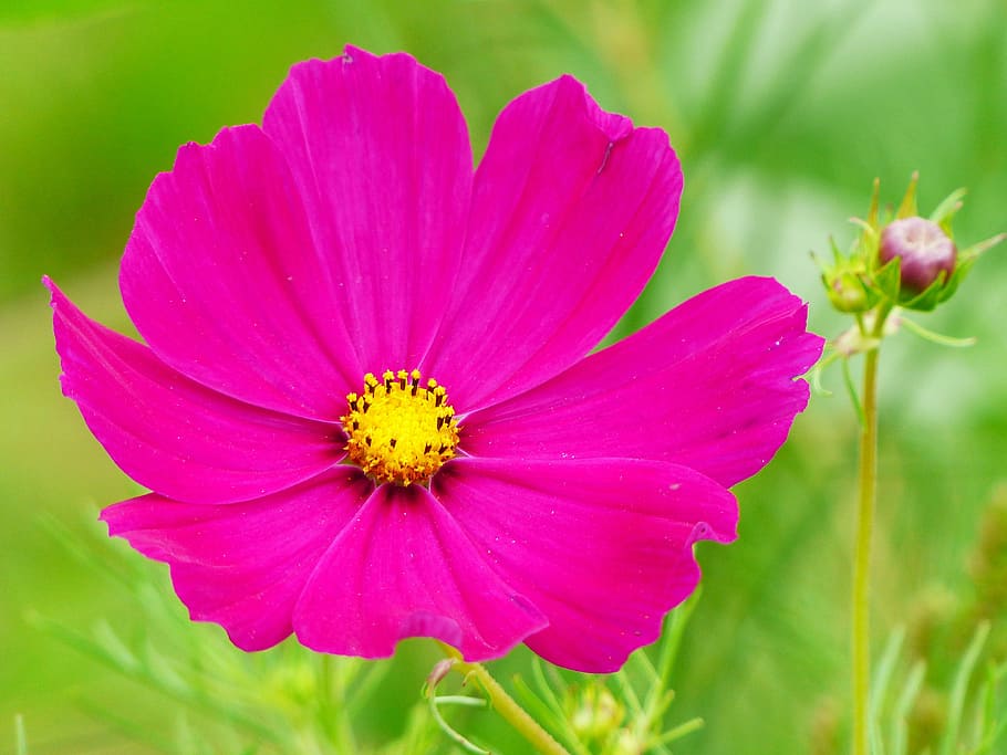 cosmea, cosmos, flower, blossom, bloom, bud, cosmea bipinnata, close, red, composites, flower meadow