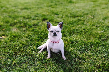 犬、 草、 小、 夏、 ペット、 動物、 かわいい、 楽しい、 自然、 外、 チワワ
