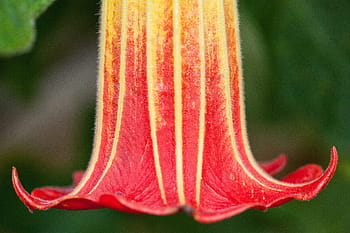 detailní, fotografování, Červené, žlutá, trumpeta květ, květ, rostlina, anděl trubka, datura, zvonovitý tvar, květiny