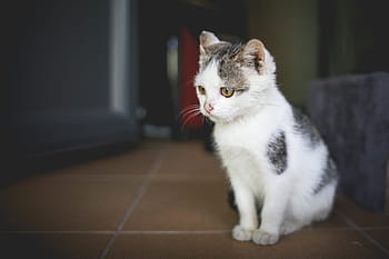 sedikit, kucing, rumah, Lucu, di Rumah, hewan, monty, hewan peliharaan, vagina, ruang untuk teks, Kucing domestik